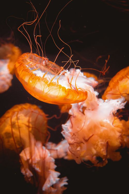 Free Captivating close-up of jellyfish showcasing bioluminescence and tentacles. Stock Photo