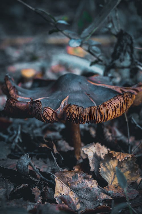 Free Dried Mushroom Surrounded by Dried Leaves in Tilt Shift Lens Stock Photo