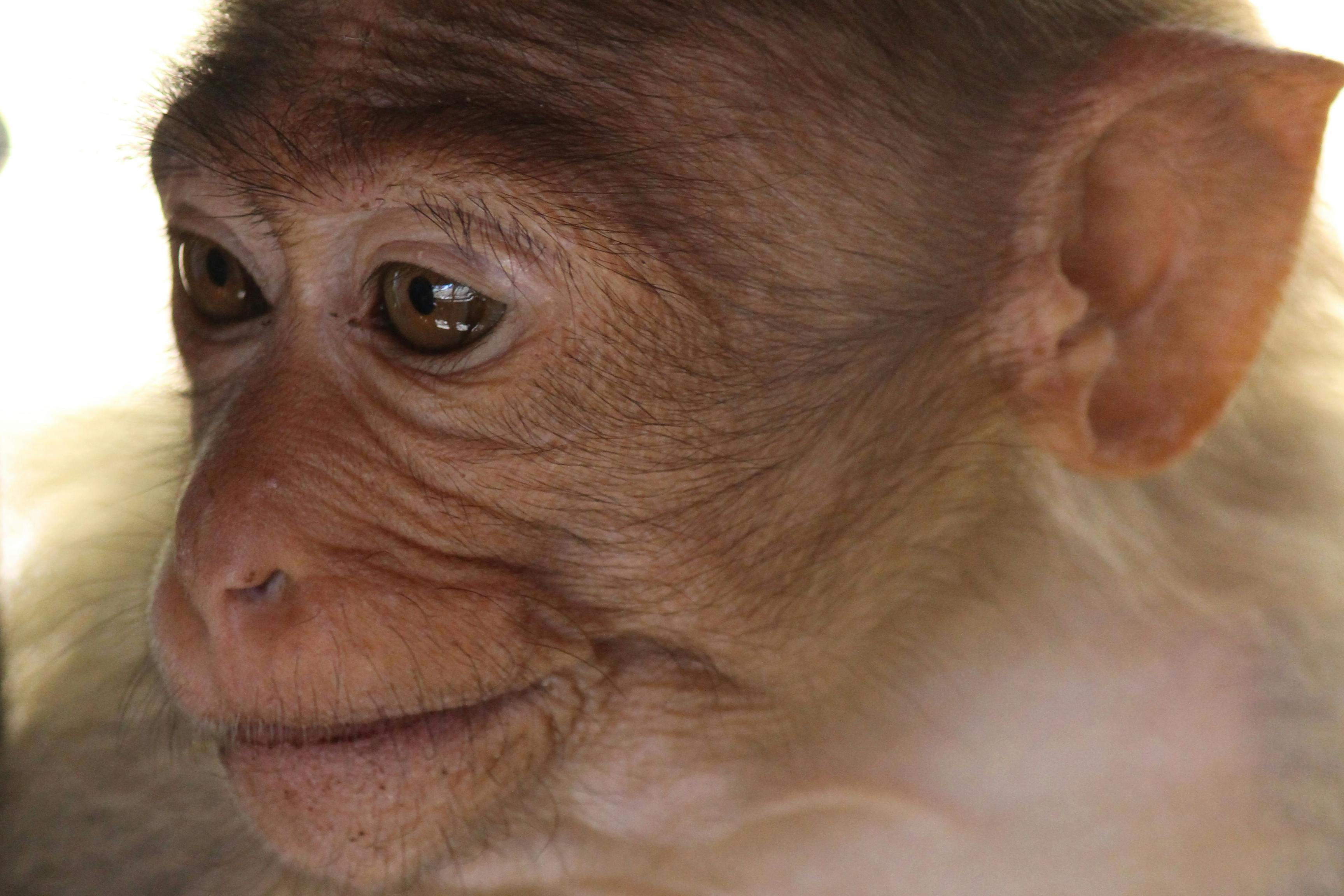 Free stock photo of animal, animal photography, baby monkey