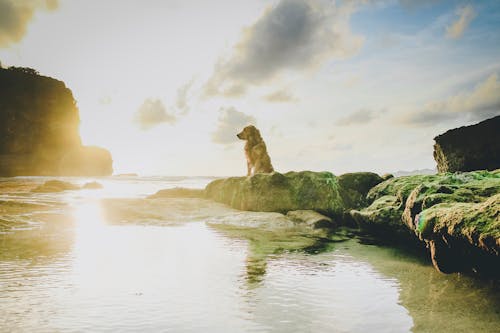 Free stock photo of beach, beachlife, coral