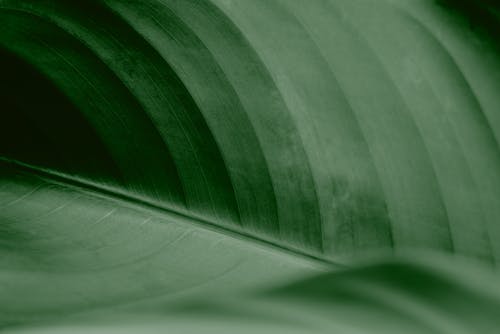 A Close-Up Shot of a Leaf