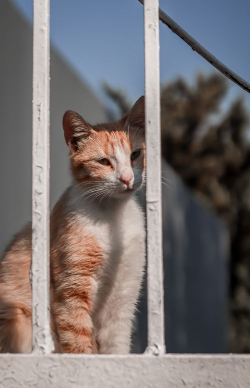 Free Cozy tabby cat with orange and white fur sitting behind white bars on a sunny day. Stock Photo