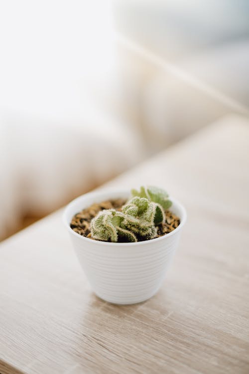Close-up of a Small Cactus in a White Pot Standing on a Table 