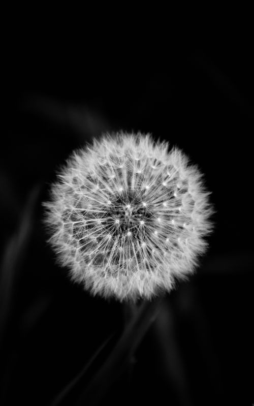 Free Artistic monochrome close-up of a dandelion on a black background, emphasizing its delicate structure. Stock Photo