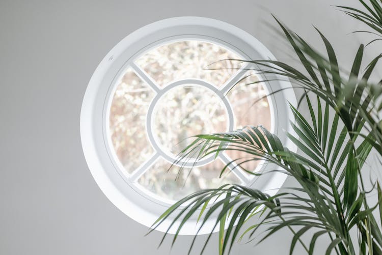 Green Plant Near Round Window 