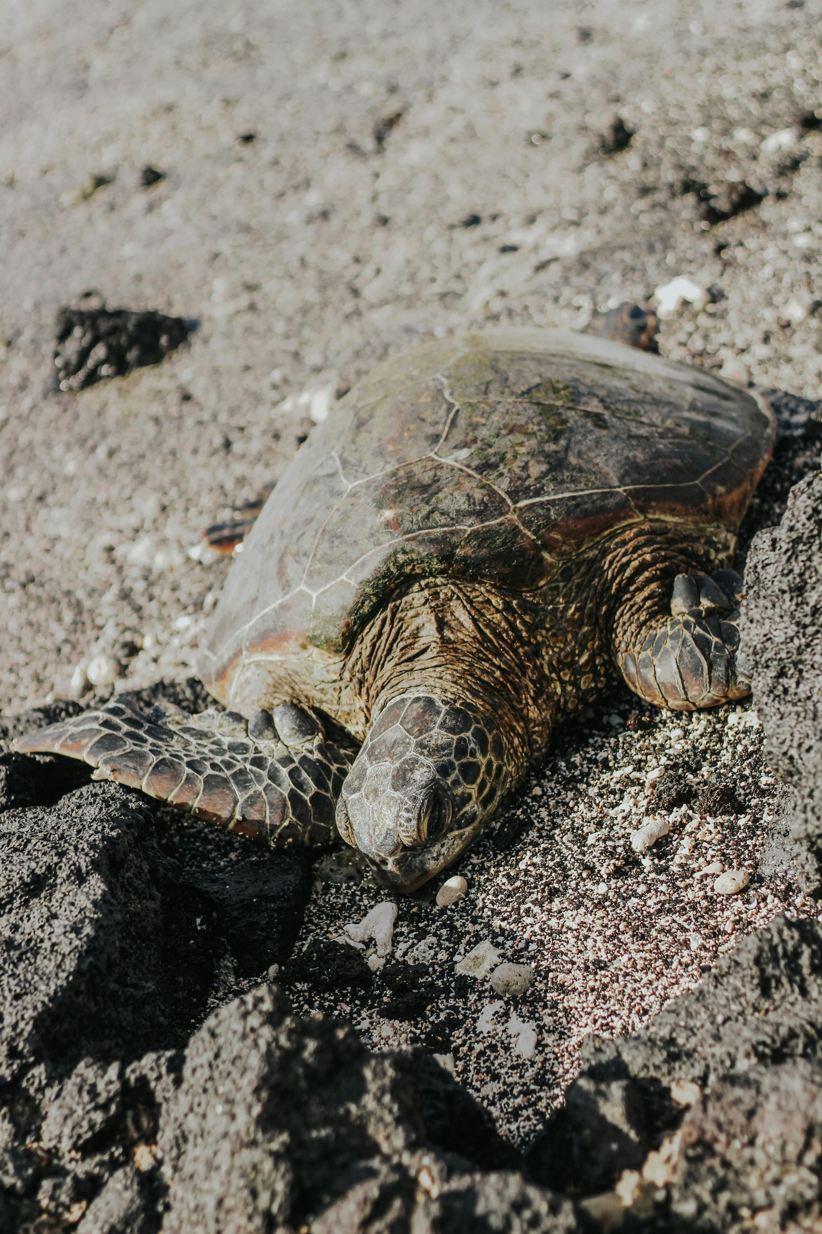 A detailed close-up of a sea turtle resting on a rocky beach during the day.
