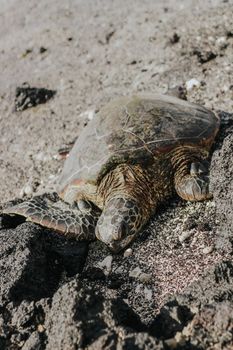 A detailed close-up of a sea turtle resting on a rocky beach during the day.