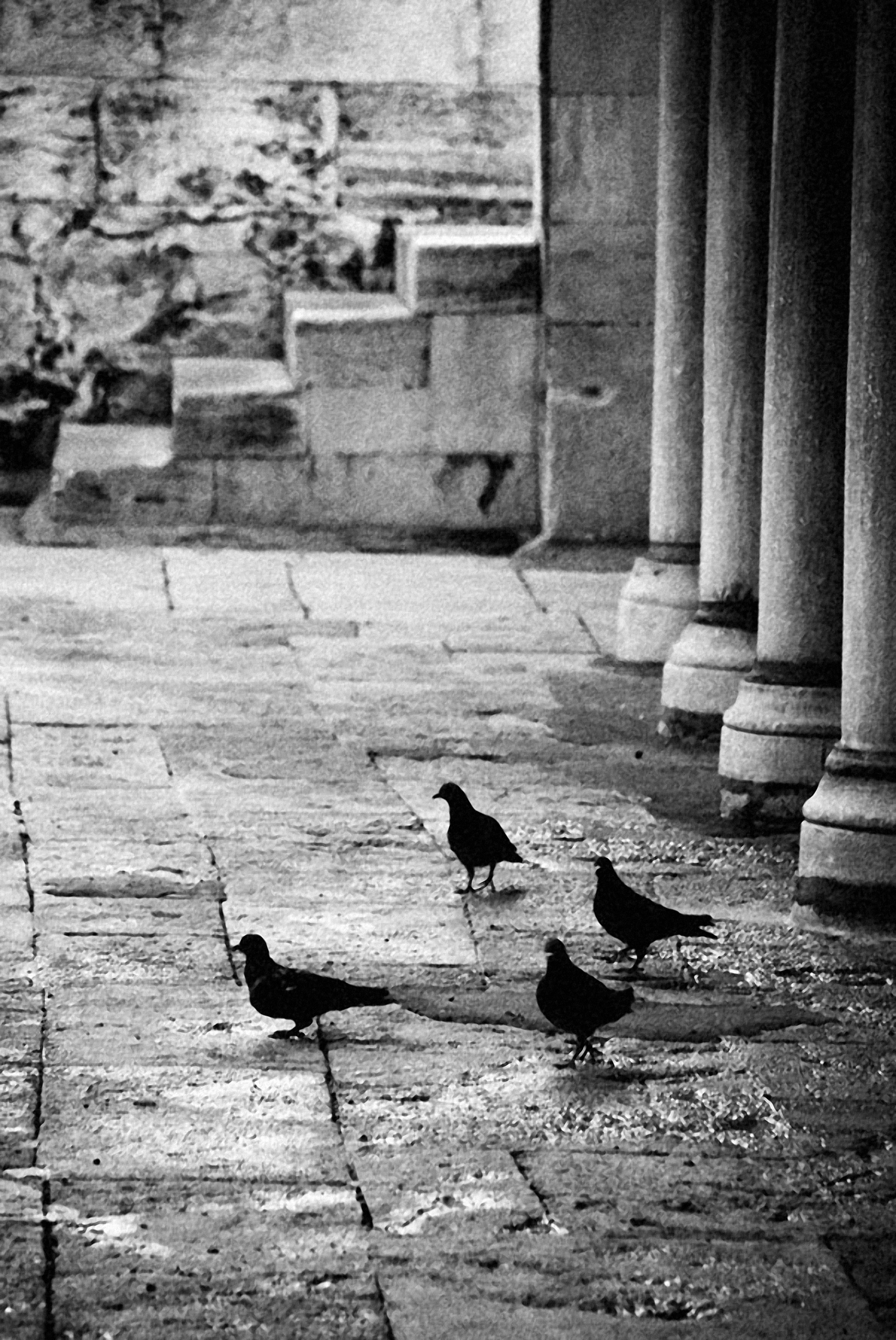 Black and white photo of pigeons on stone steps in İstanbul's historic architecture.