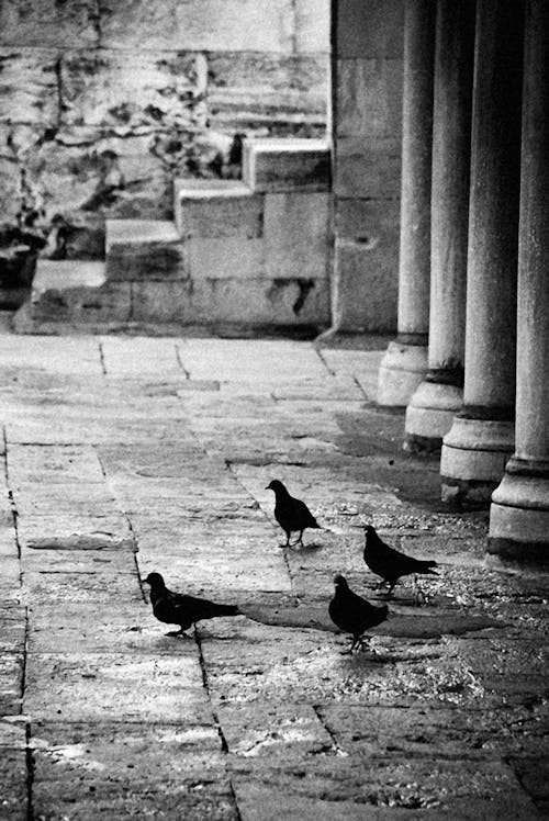 Free Black and White Photograph of Pigeons Walking on a Sidewalk Stock Photo