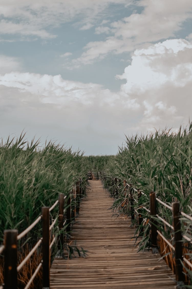 A Boardwalk Surrounded By Plants