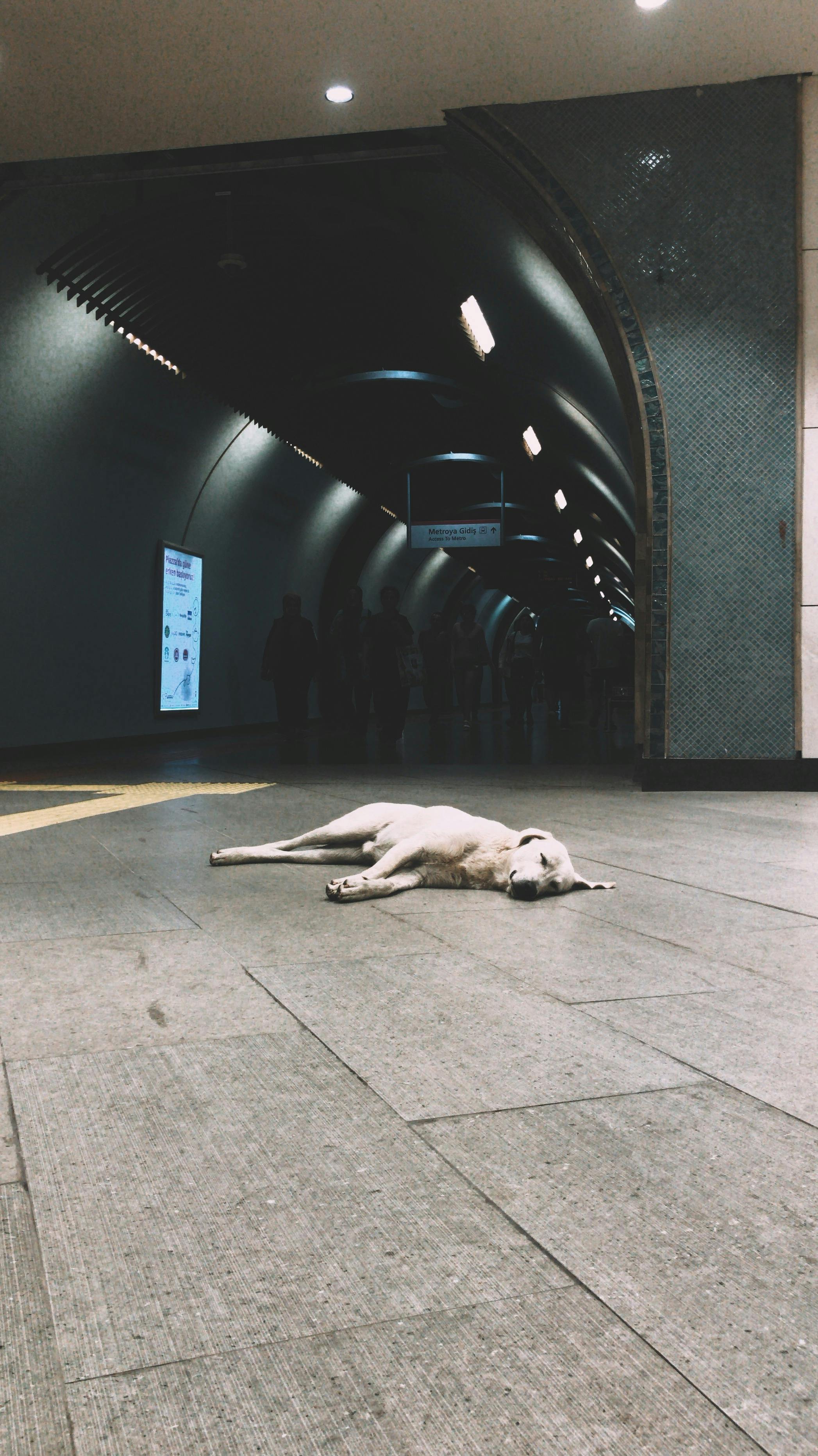 dog lying on the floor