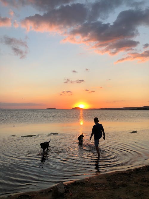 A Boy and His Dogs on the Shore
