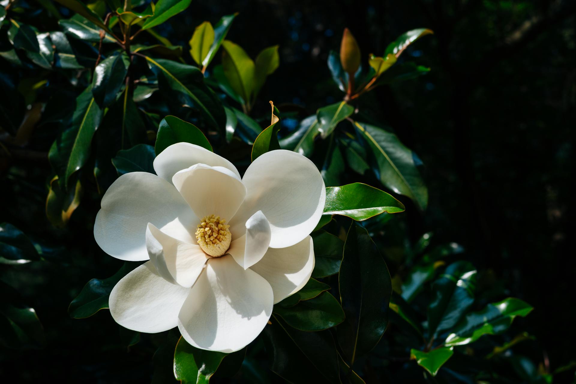 A Close-Up Shot of a Southern Magnolia Flower