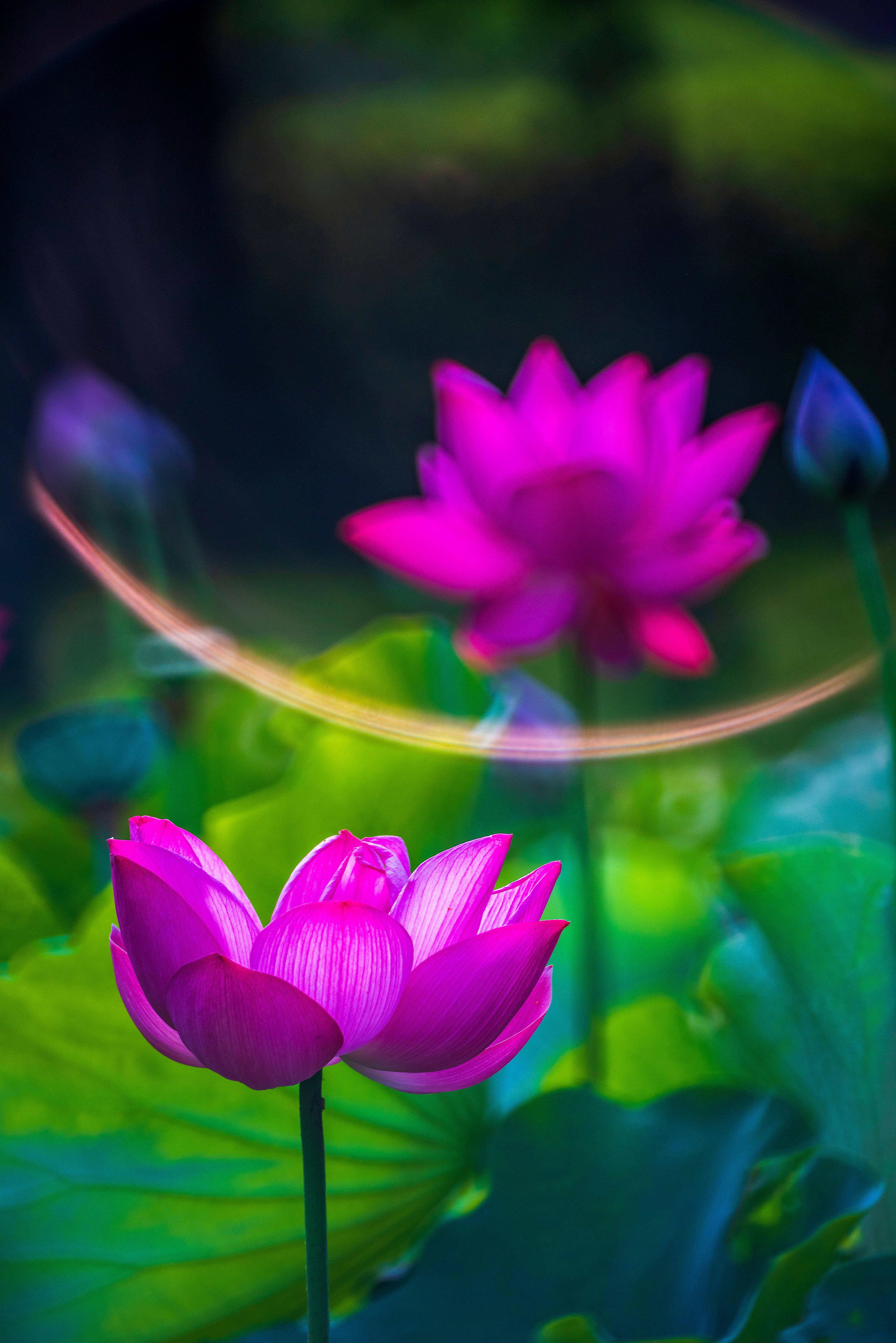 Pink Lotus Flower in Close Up Photography · Free Stock Photo