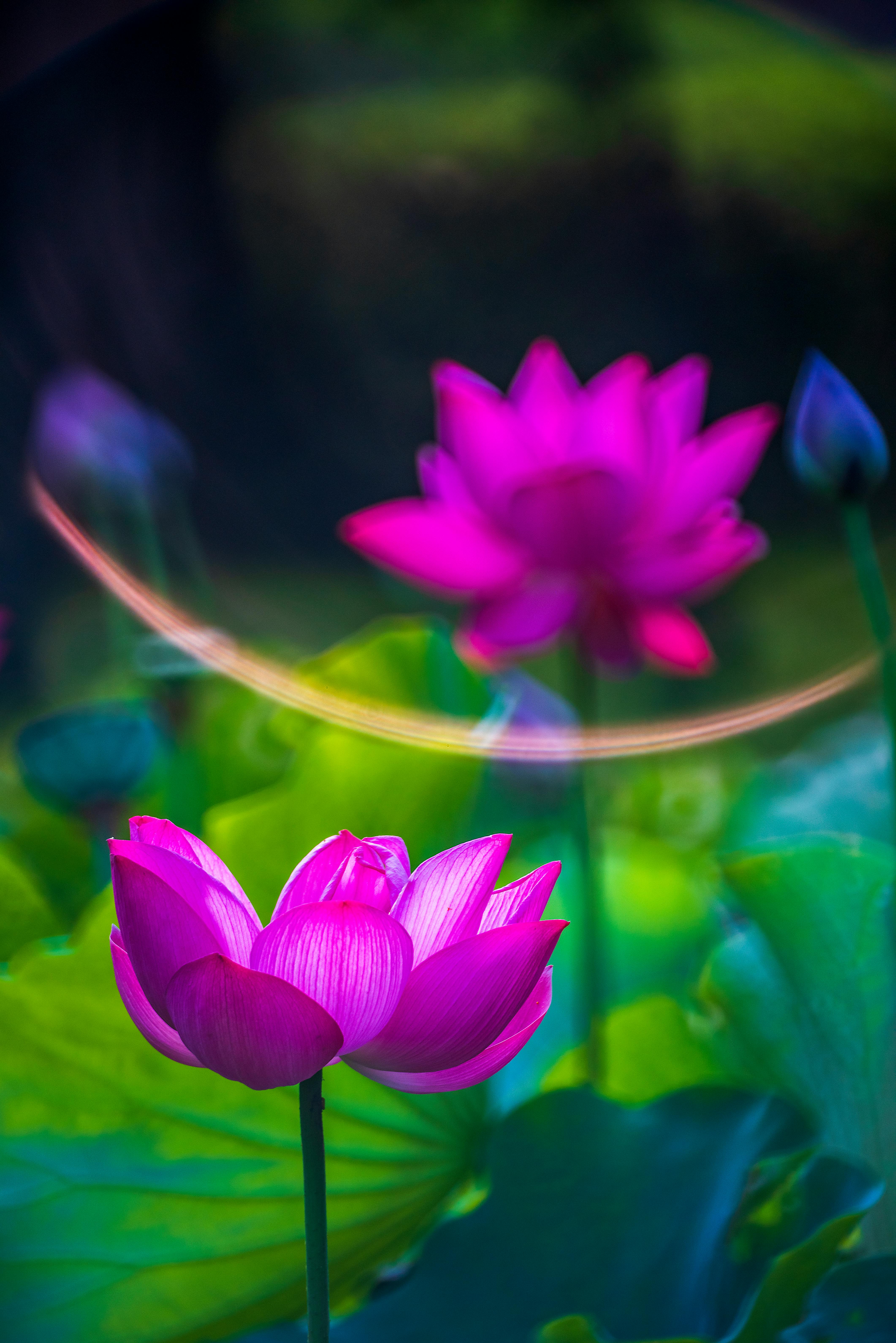 Pink Lotus Flower in Close Up Photography · Free Stock Photo Pink Lotus Flower in Close Up Photography · Free Stock Photo
