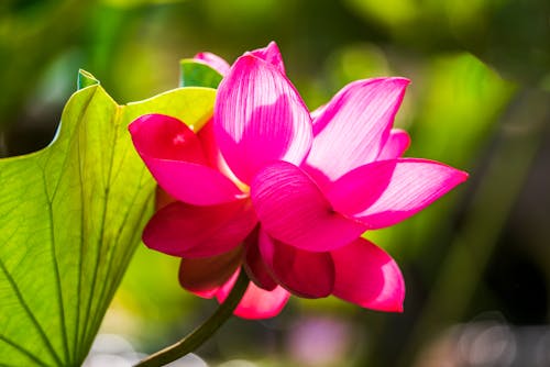 Free Close-up Photo of a Vibrant Pink Flower  Stock Photo