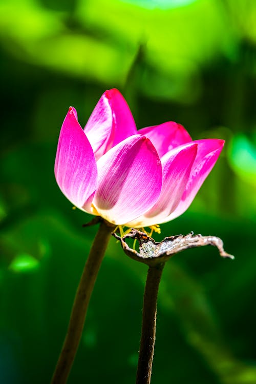 Ilmainen kuvapankkikuva tunnisteilla "indian lotus", kasvikunta, kukinta Kuvapankkikuva