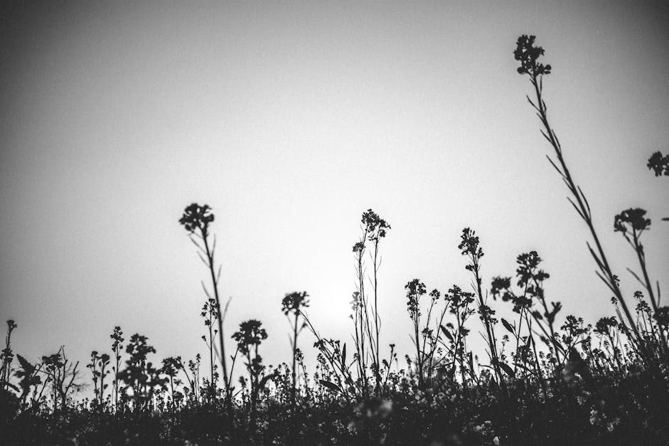 Free stock photo of beautiful flowers, black and white, nature