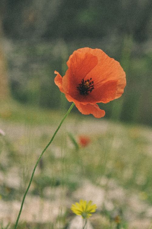 Free Close-up of a vibrant red poppy flower in a natural summer environment. Stock Photo