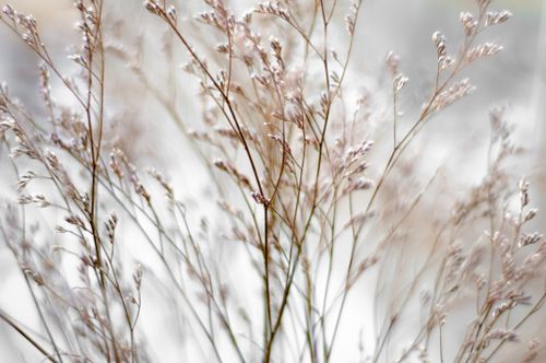 Free Close-up of baby's breath flowers with a soft and serene background. Stock Photo