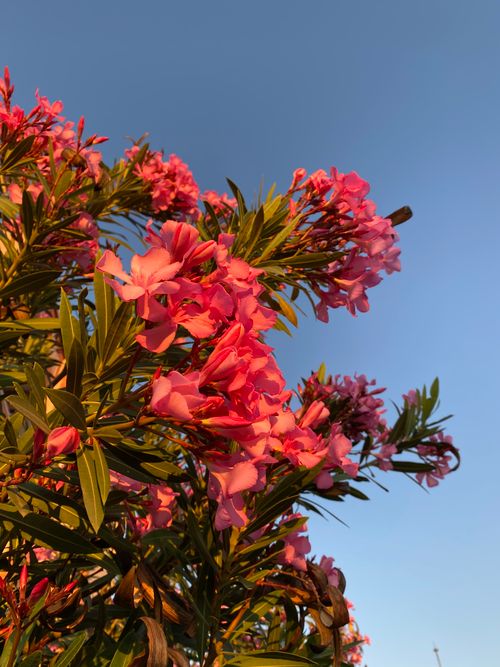 Free Close-up of pink oleander flowers blooming under a clear blue sky in summer. Stock Photo