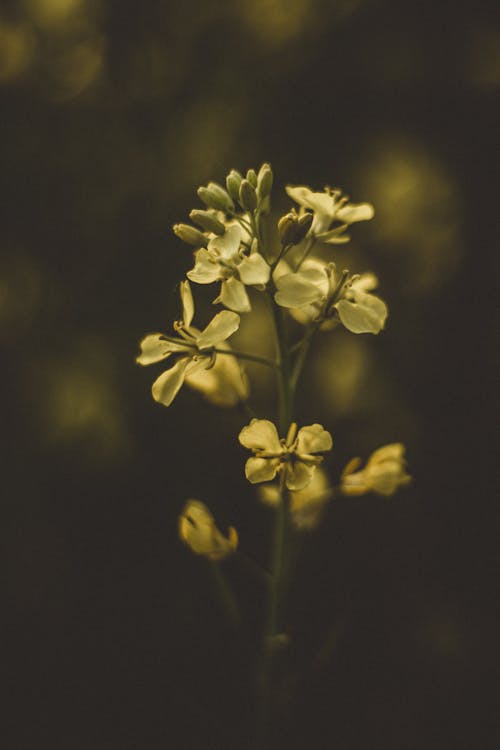 Gratis arkivbilde med gule blomster, vakre blomster