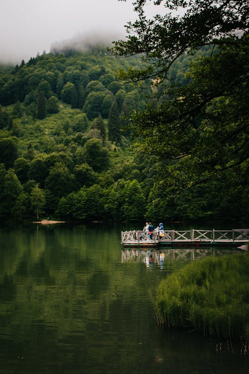 Kostenloses Stock Foto zu bäume, fluss, holzsteg