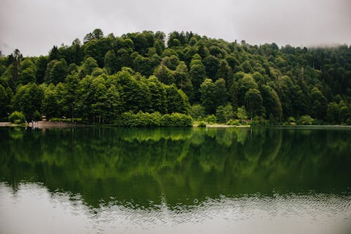 Trees Near Calm Body of Water