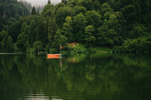 Immagine gratuita di alberi, barche, calma