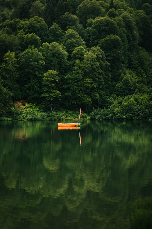 Photos gratuites de arbres, bateau, calme