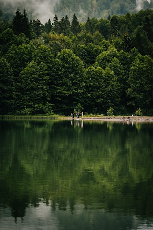 Foto stok gratis alam, danau, hutan