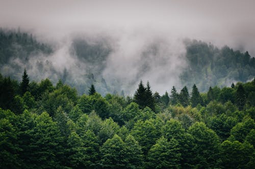 Ingyenes stockfotó fák, köd, ködös témában Stockfotó