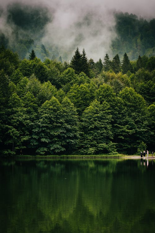 Free Green Trees Along a Placid Lake Stock Photo
