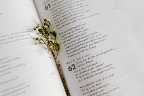 Cluster of Small White Flowers Between Pages of an Open Book