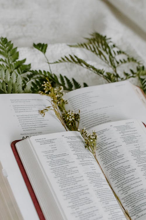 Free Bibles with Dried Flower Bookmarks Stock Photo