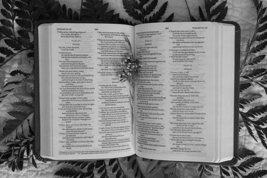 The Book of Psalms in the Bible