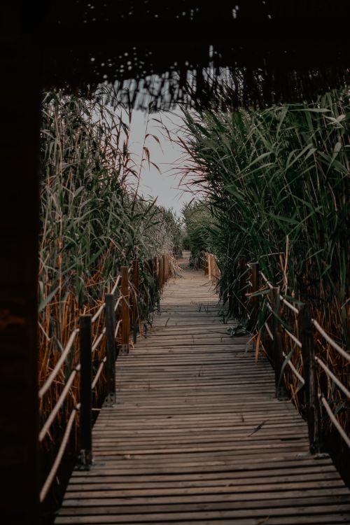 Free A tranquil wooden footbridge leads through tall reeds, creating a serene nature pathway. Stock Photo