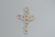White and Yellow Daisy Flowers