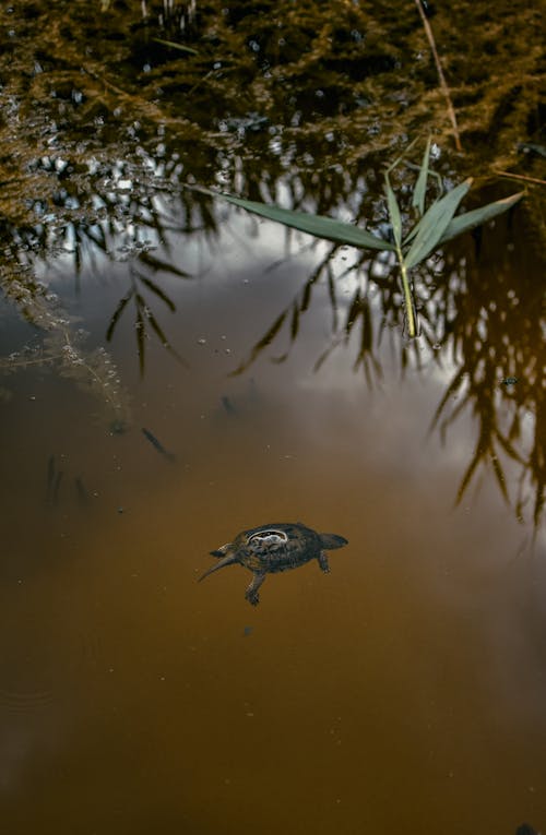 Turtle in Body of Water