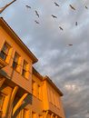 Birds Flying over Brown Concrete Building