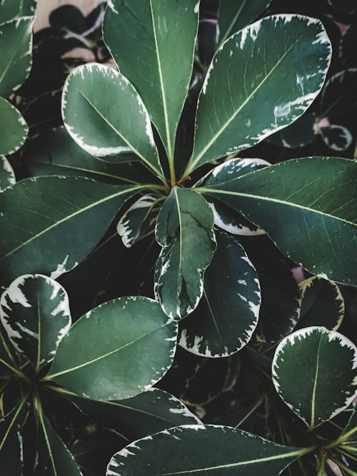 Free Close-Up Shot of a Green Plant Stock Photo