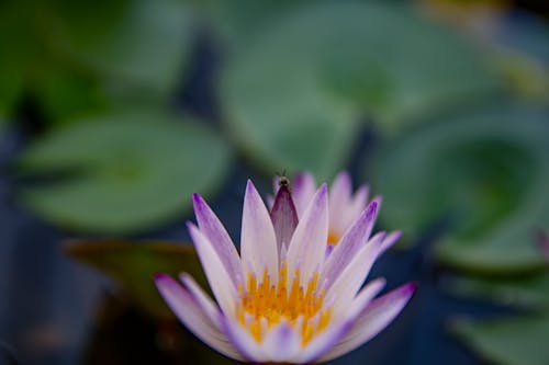 Waterlily in Bloom