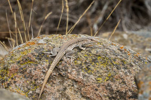 Close Up Photo of a Lizard on a Rock