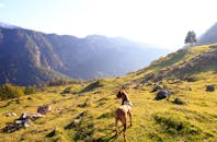 大丹猫在晴朗的天空下探索风景秀丽的山区