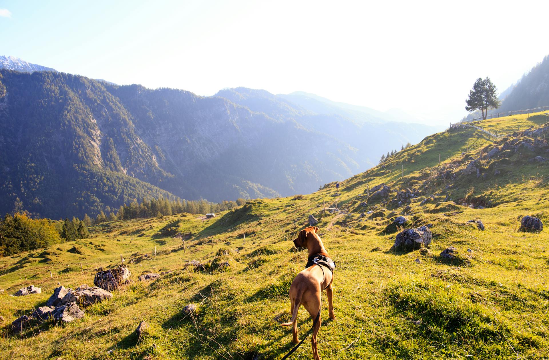 Adult Tan Great Dane Standing on Top of Mountain Under White Sky