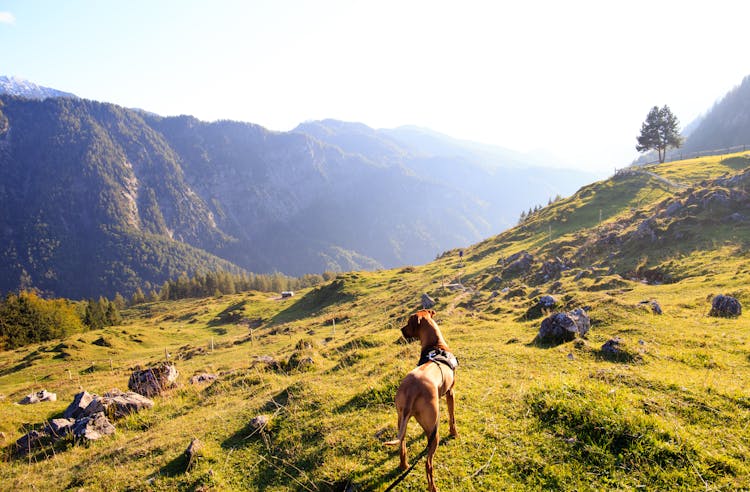 Adult Tan Great Dane Standing On Top Of Mountain Under White Sky