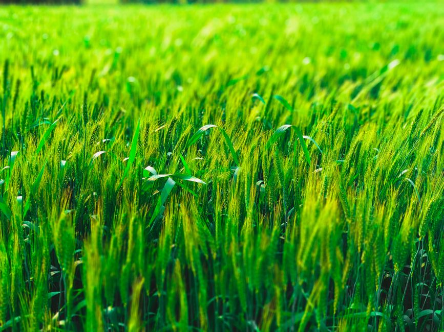 Vibrant green wheat field under sunlight, perfect for nature and agriculture themes.