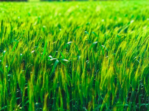 Free Vibrant green wheat field under sunlight, perfect for nature and agriculture themes. Stock Photo