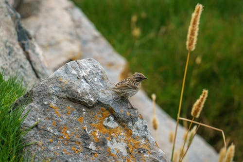 Bird Perched on a Rock