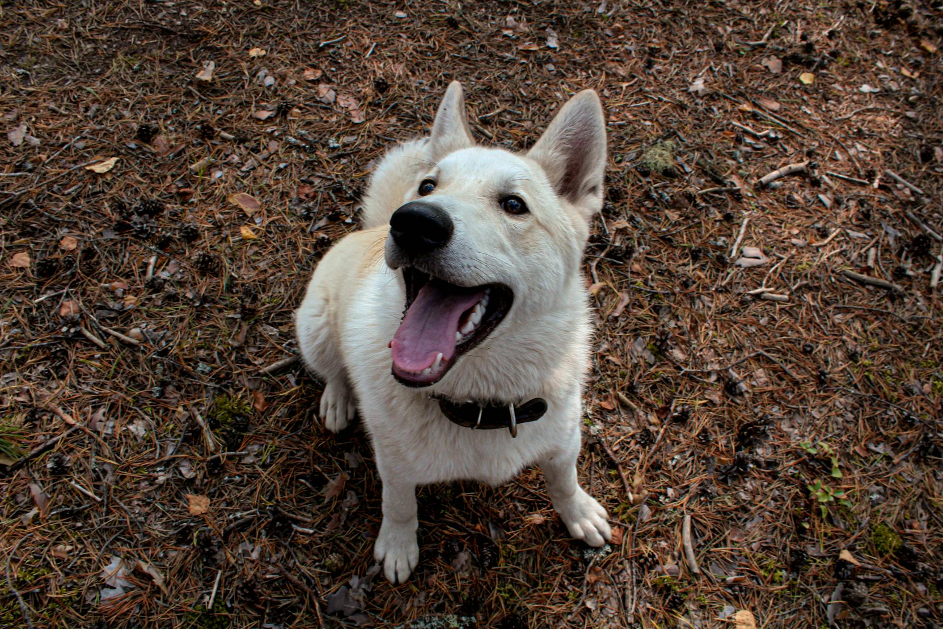 High Angle Shot of White Dog